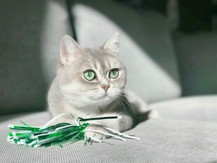 银渐层猫咪玩绿色玩具