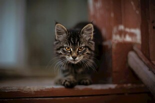 可爱小猫趴于木质台阶