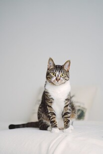 可爱猫咪端坐于柔软织物上