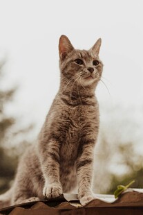 屋顶上的可爱虎斑猫