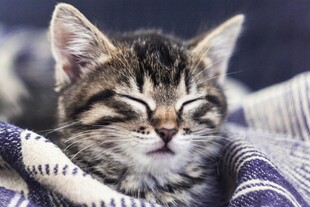 熟睡的可爱小猫咪