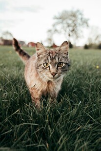 草地上的可爱猫咪