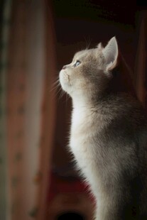 仰头凝望的可爱猫咪