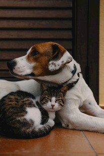 猫狗依偎共眠温馨画面