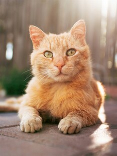 阳光下的橘猫