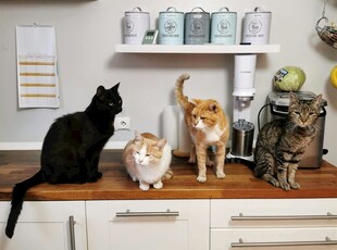 厨房台面上的几只可爱猫咪