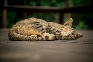 酣睡的斑纹小猫