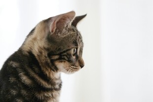 侧头萌猫