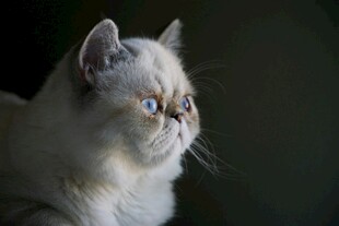 可爱蓝眼短毛猫咪
