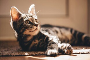 阳光下的可爱斑纹猫咪