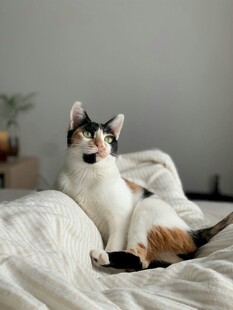 三色猫惬意躺卧在床上