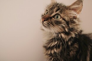 可爱长毛猫抬头望