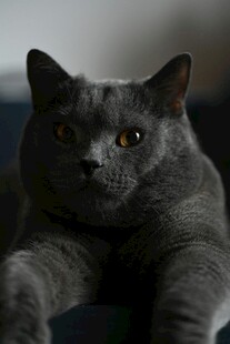灰蓝猫咪慵懒姿态
