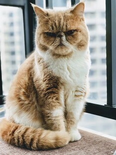 窗边慵懒的加菲猫