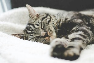 酣睡的条纹猫咪