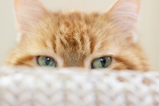 橘猫探头眼神灵动可爱
