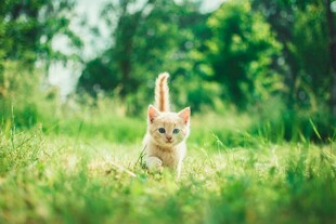 草地上奔跑的可爱小猫