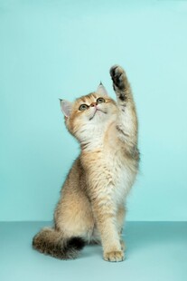 可爱猫咪举手卖萌