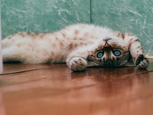 慵懒猫咪惬意躺木地板上
