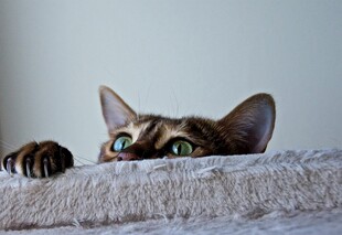 猫咪探头好奇张望