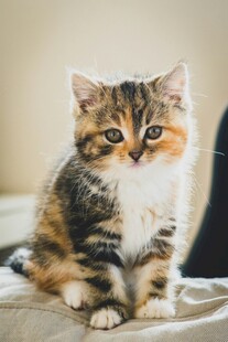 可爱三色小猫端坐