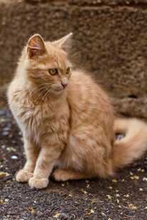 橘色长毛猫安静蹲坐