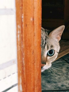 猫咪躲门后好奇张望