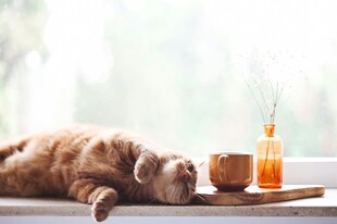 慵懒猫咪于窗台惬意休憩