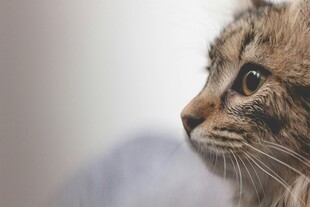 侧头凝视的可爱猫咪