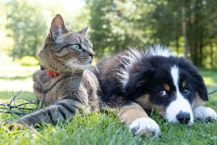 猫与狗惬意共躺草地上