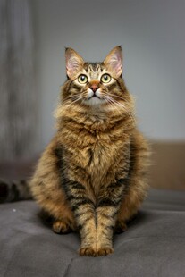 可爱长毛猫端坐