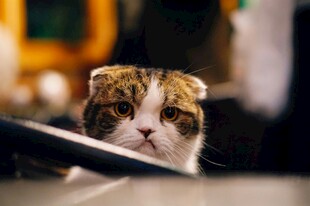 可爱折耳猫专注凝视