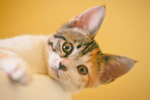 可爱小猫侧卧卖萌