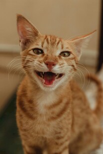 咧嘴笑的可爱橘猫