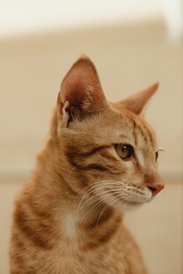 橘猫侧头特写