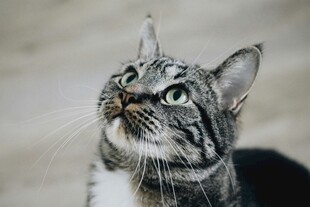 仰头凝视的条纹猫咪