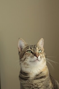 仰头猫咪的可爱瞬间