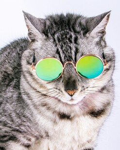 戴墨镜的酷猫咪