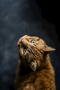 仰头凝望的可爱猫咪
