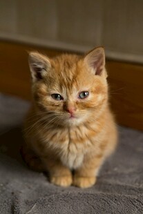 可爱橘色小猫乖巧端坐