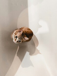 阳光下的猫咪
