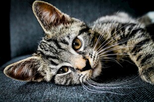 可爱斑纹猫咪趴卧瞬间