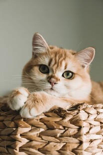 橘猫慵懒趴于编织物上