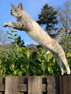 跃起的猫咪