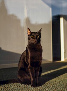 阳光下的黑猫