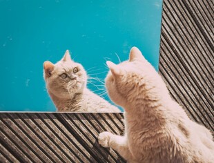 猫咪照镜子好奇模样