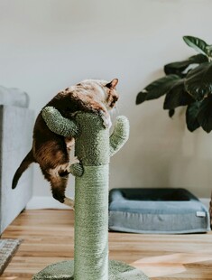 猫咪攀爬绿色仙人掌摆件