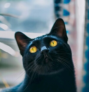 黑猫仰首眸熠熠生辉