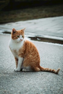 路边橘白相间猫咪