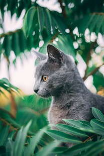 灰猫置身绿植间